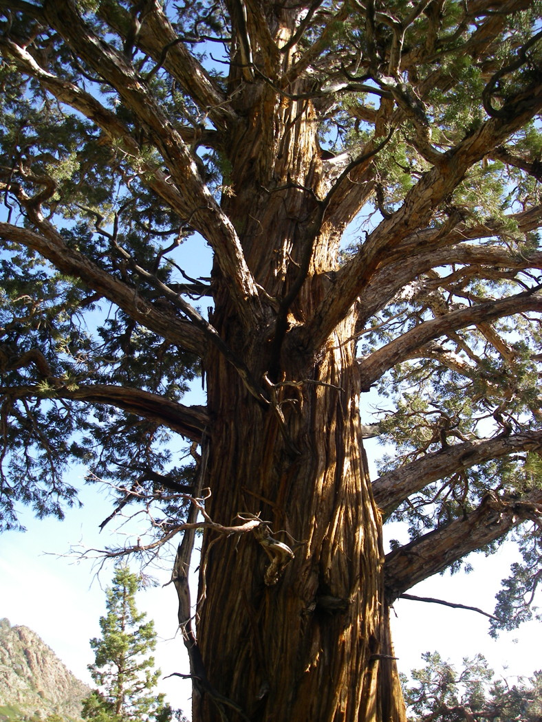  Juniper 
